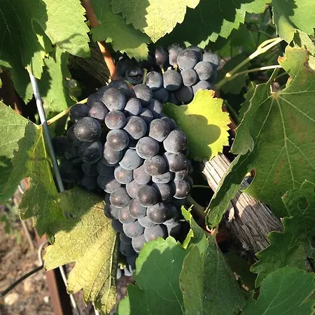 D'oc D'or D'hôtes Couette-café 4*