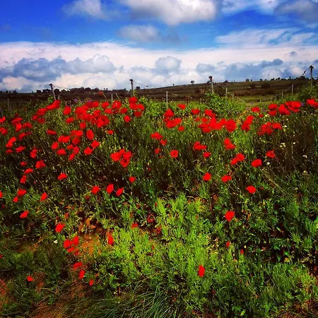 D'oc D'or D'hôtes Couette-café Murviel